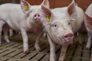 VIÊM PHỔI TRÊN HEO: CẨM NANG CHUYÊN GIA VỀ HỘI CHỨNG HÔ HẤP PHỨC HỢP (PRDC)